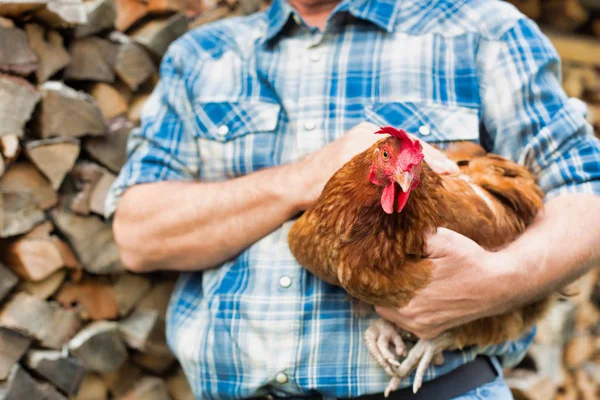 cropped image of Senior farmer holding hen while standing by logs at farm