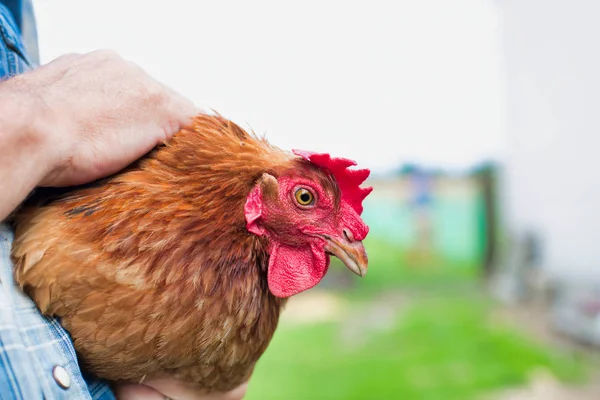 cropped image of Senior farmer holding hen while standing at farm