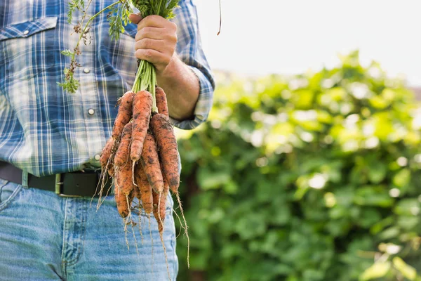 Imagem Cortada Agricultor Detentor Cenouras Biológicas Frescas Exploração Agrícola — Fotografia de Stock