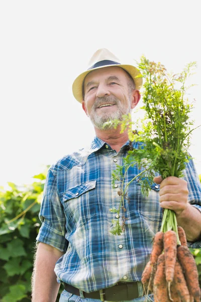 Farmer Holding Fresh Organic Carrots Farm — Stock Photo, Image