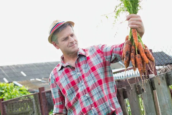 Farmer Holding Fresh Organic Carrots Farm — ストック写真