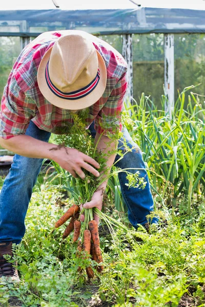 Ritratto Agricoltore Che Raccoglie Carote Fresche Azienda — Foto Stock