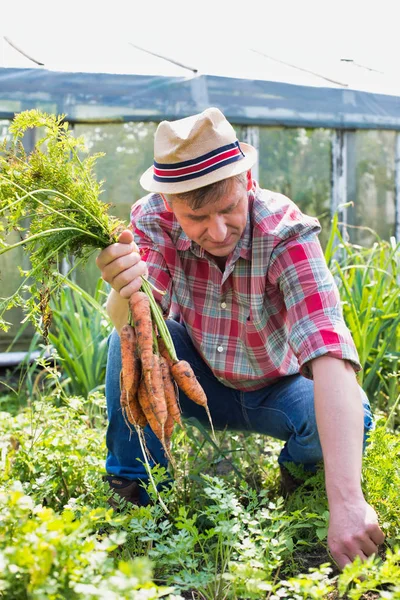 Retrato Del Agricultor Cosechando Zanahorias Frescas Granja —  Fotos de Stock