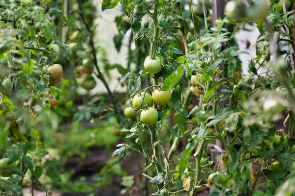 Filas Tomates Granja —  Fotos de Stock