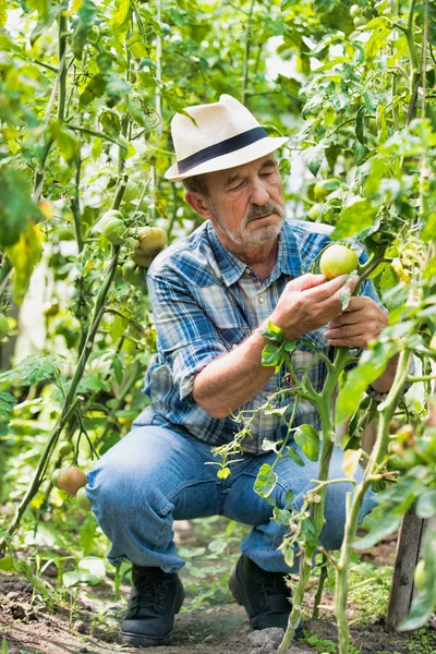 Γεωργός Που Ελέγχει Νωπές Βιολογικές Ντομάτες Στην Εκμετάλλευση — Φωτογραφία Αρχείου