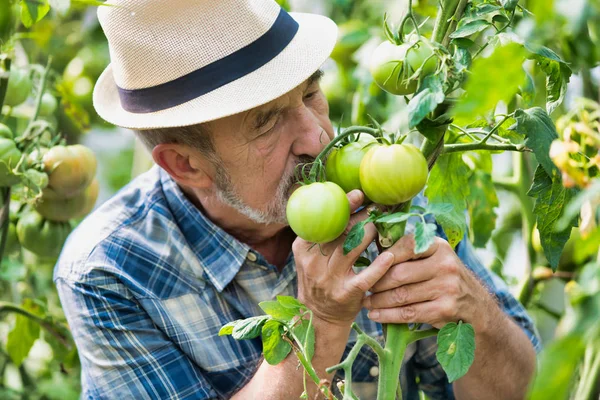 Γεωργός Που Μυρίζει Φρέσκες Βιολογικές Ντομάτες Στο Αγρόκτημα — Φωτογραφία Αρχείου