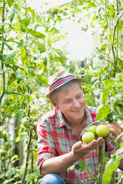 Zralý Zemědělec Kontroluje Čerstvá Organická Rajčata Farmě — Stock fotografie