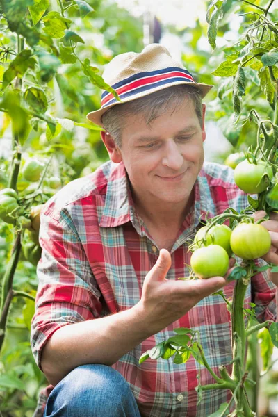 Gammal Jordbrukare Som Kontrollerar Färska Ekologiska Tomater Gården — Stockfoto