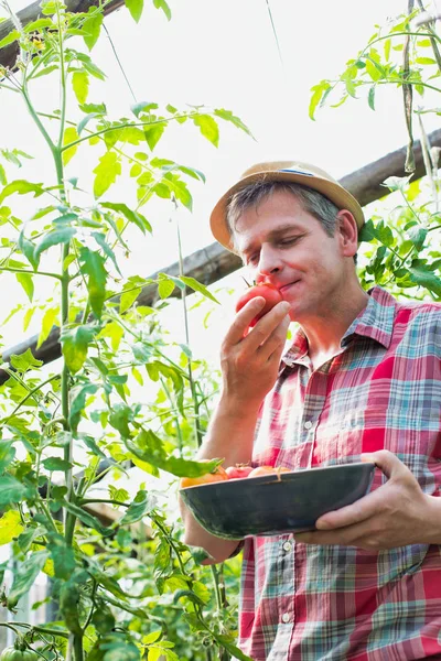 Mature Farmer Smelling Fresh Organic Tomatoes Farm — Stock Photo, Image