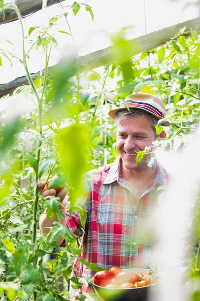 Zralý Zemědělec Sklízející Čerstvá Organická Rajčata Farmě — Stock fotografie