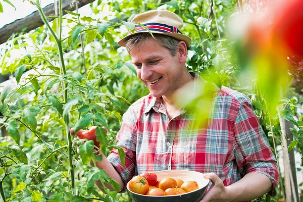 在农场收获新鲜有机西红柿的成熟农民 — 图库照片