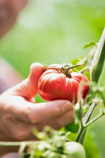 Imagen Recortada Del Agricultor Cosechando Tomates Orgánicos Frescos Granja — Foto de Stock