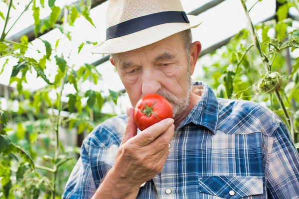 Primer Plano Del Agricultor Oliendo Tomate Fresco Granja — Foto de Stock