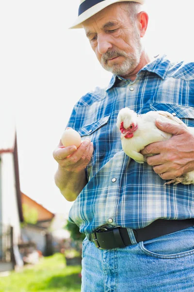 Çiftçi Çiftlikte Tavuk Taze Yumurta Tutuyor — Stok fotoğraf