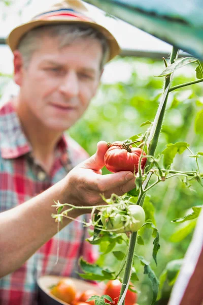 Reifer Bauer Erntet Frische Bio Tomaten Auf Bauernhof — Stockfoto