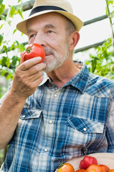 农民在农场闻到新鲜番茄香味的衣服 — 图库照片