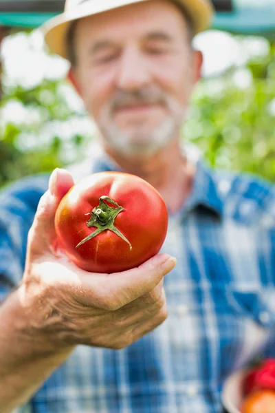农民在农场手持新鲜番茄的特写镜头 — 图库照片