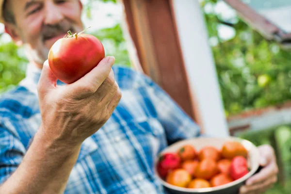 Closeup Farmer Holding Fresh Tomato Farm — Stock Photo, Image