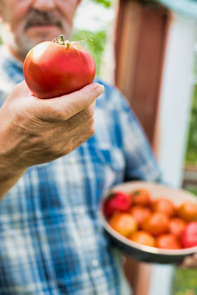Geschnittenes Bild Eines Bauern Der Auf Seinem Hof Frische Tomaten — Stockfoto