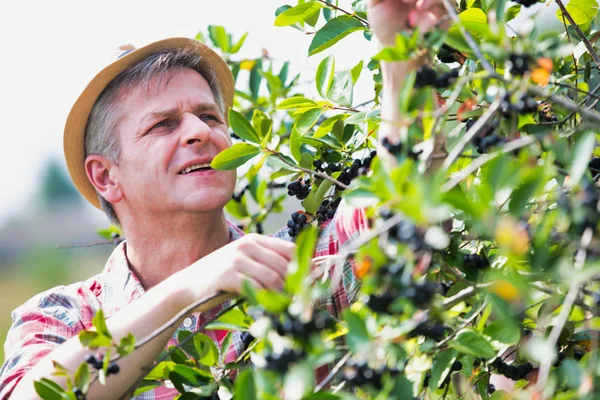 Starší Zemědělce Kloboukem Sběr Plodů Farmě — Stock fotografie