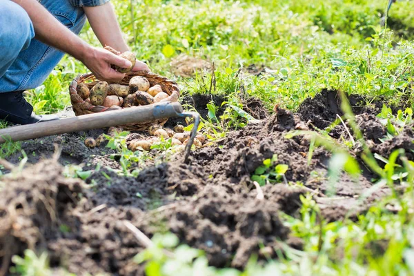 Landwirt Erntet Kartoffeln Auf Bauernhof — Stockfoto