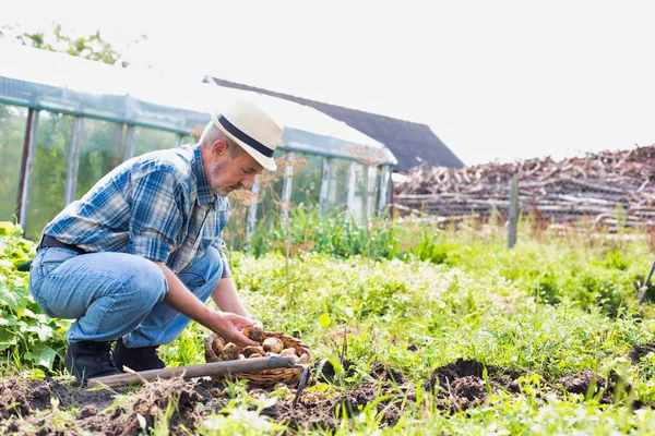 농장에서 감자를 수확하는 — 스톡 사진