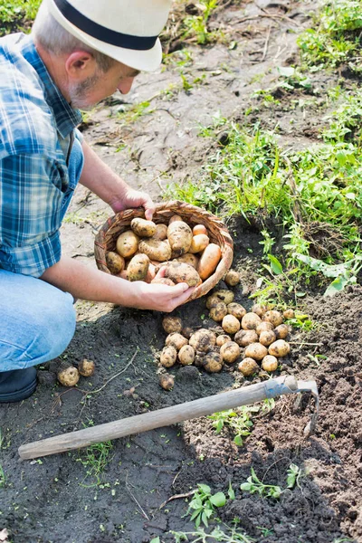 Jordbrukare Som Skördar Potatis Gården — Stockfoto