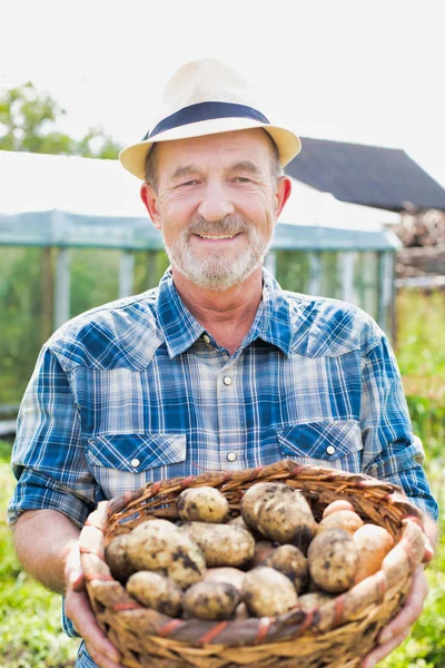 Farmer Holding Fresh Potatoes Farm — Stock Photo, Image