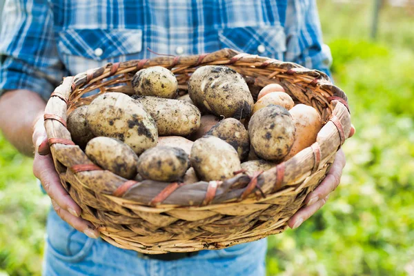 Imagen Recortada Del Agricultor Que Tiene Patatas Frescas Granja — Foto de Stock