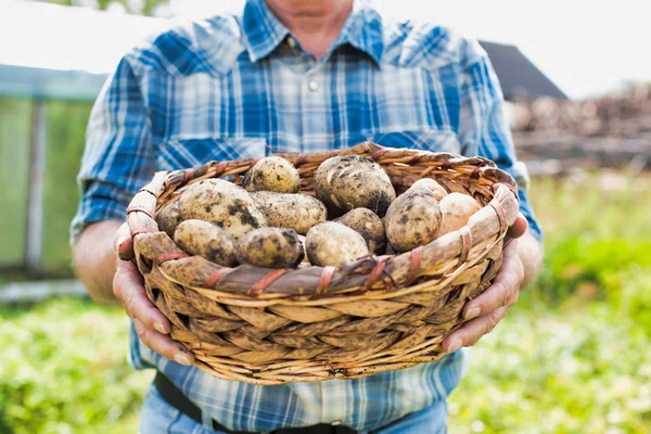 Skördad Bild Jordbrukare Som Håller Färsk Potatis Gården — Stockfoto