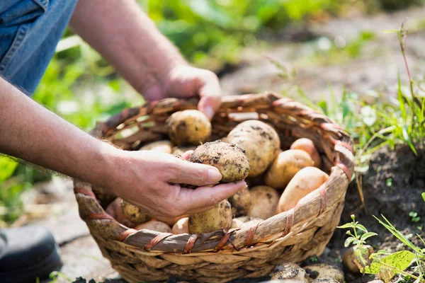农民在农场收获马铃薯的低段 — 图库照片