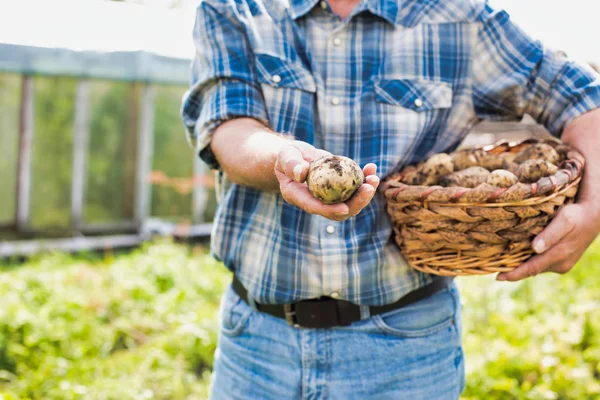 Skördad Bild Jordbrukare Som Håller Färsk Potatis Gården — Stockfoto