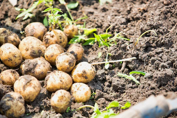 Färsk Potatis Marken — Stockfoto