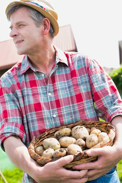 Agriculteur Exploitant Pommes Terre Fraîches Ferme — Photo