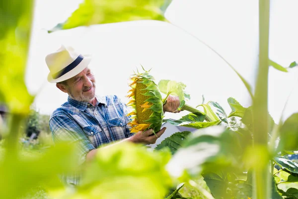 Uśmiechający Się Starszy Rolnik Ogląda Słonecznika Roślin Polu — Zdjęcie stockowe