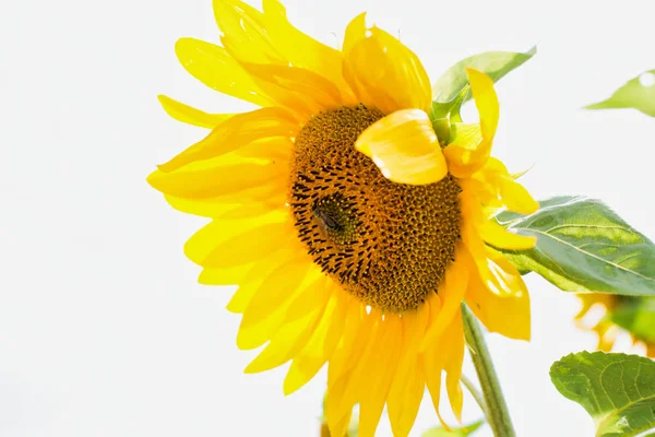 Girasol Contra Cielo — Foto de Stock