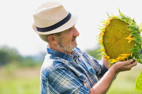 Smiling senior farmer looking at sunflower plant growing at field