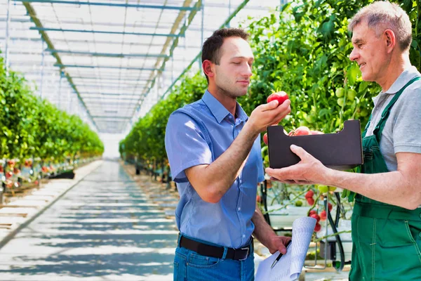 在温室的板条箱里检查西红柿的主管和农民 — 图库照片