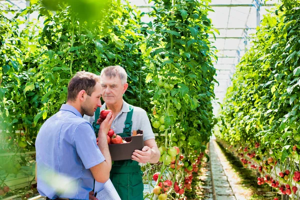 Supervisor Farmer Examining Tomatoes Crate Greenhouse — Stock Photo, Image