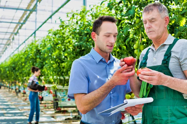 Toezichthouder Landbouwer Die Tomaten Kas Onderzoekt — Stockfoto