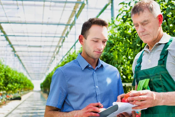在温室检查西红柿的监督员和农民 — 图库照片