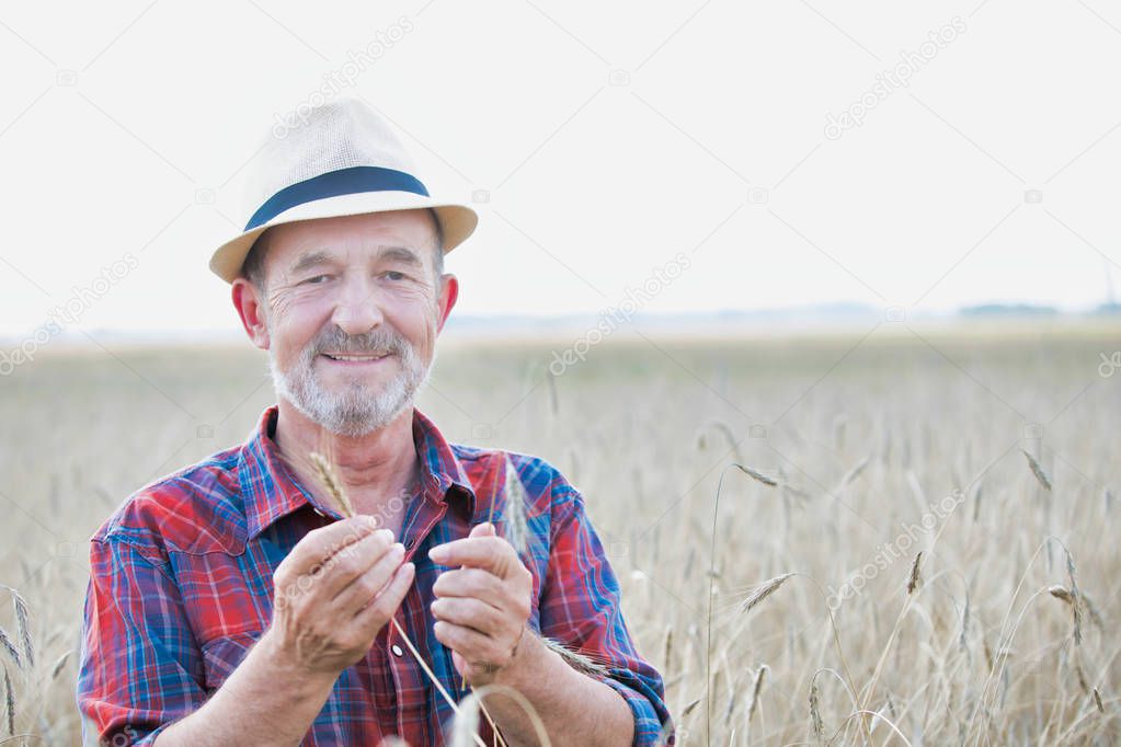 senior farmer examining wheat at farm