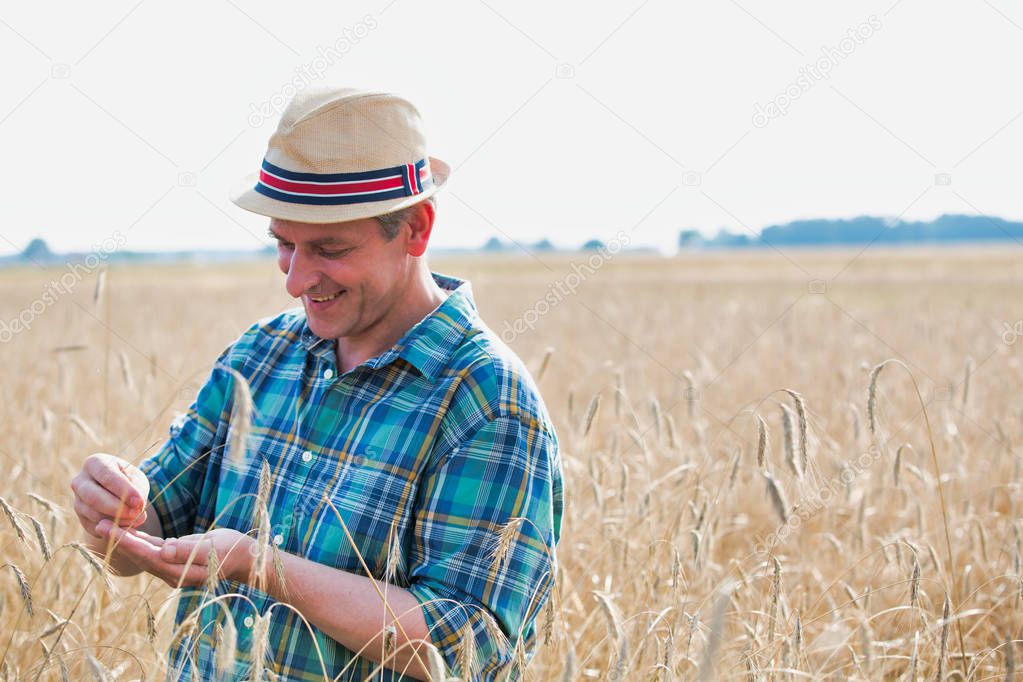 mature farmer examining wheat at farm