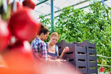 coworkers carrying tomatoes in crates in greenhouse