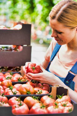 Kendine güvenen bir çiftçinin portresi serada domatesleri kontrol ediyor.