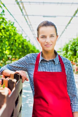 Kendine güvenen çiftçi tarafından sera domates kasalarda daimi portresi
