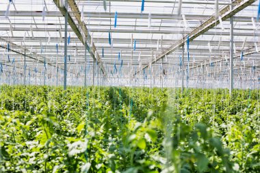 View of fresh organic tomatoes growing in greenhouse