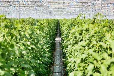 View of fresh organic tomatoes growing in greenhouse