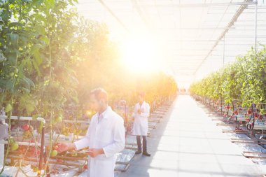 Seradaki domates bitkilerini inceleyen meslektaşlarım