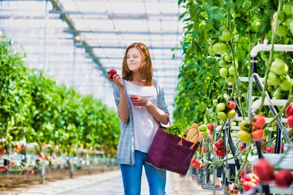 Mujer Eligiendo Tomates Frescos Invernadero —  Fotos de Stock